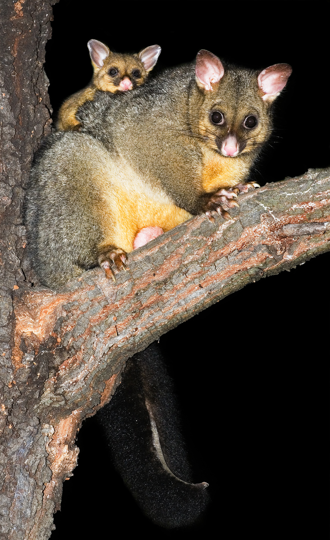 Multi-unit apartment building requiring possum management services