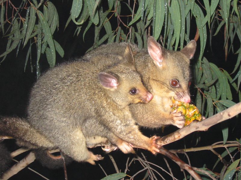 Possum removal Brisbane